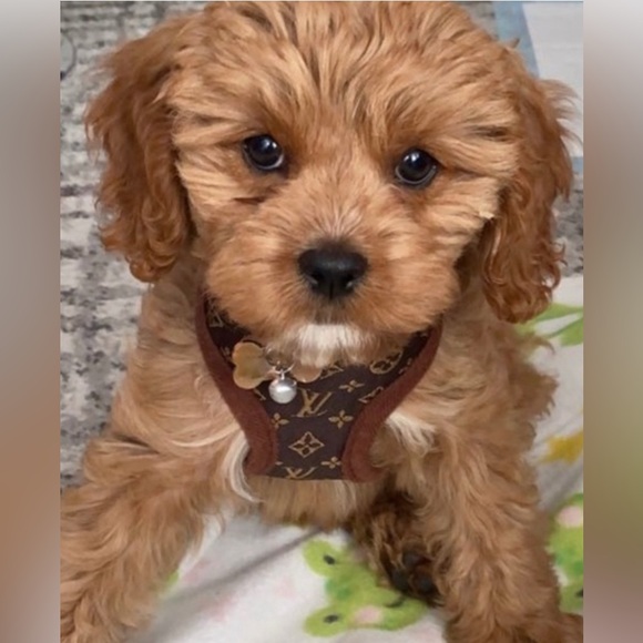 👑✅PRICE FIRM✅Small Brown Fashion Dog Collar and Leash. Brand New! - Picture 9 of 14